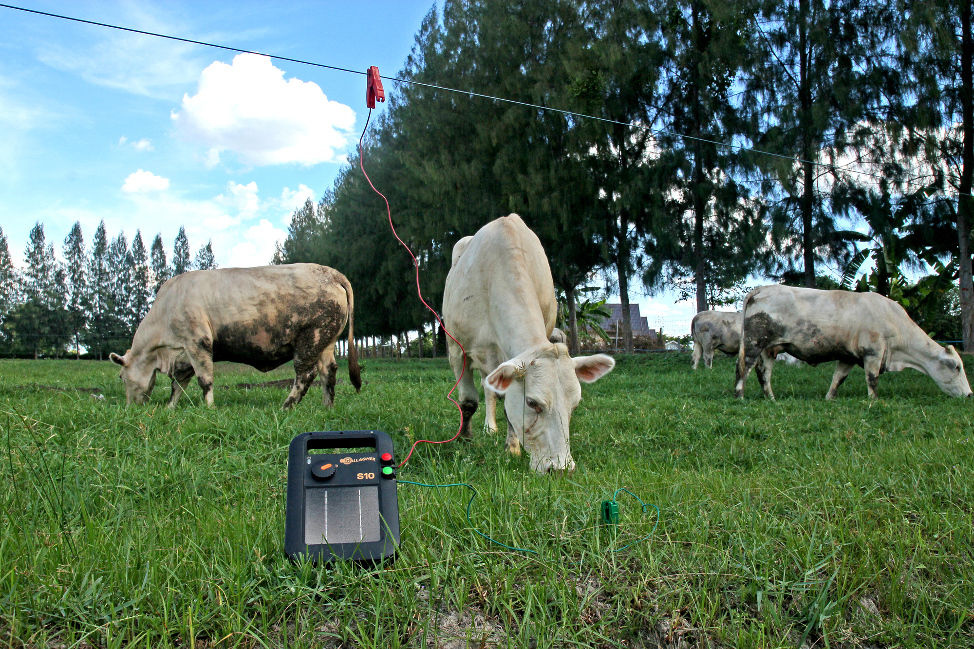 รั้วไฟฟ้าสำหรับวัว รั้วไฟฟ้าสำหรับโค รั้วโค รั้ววัว